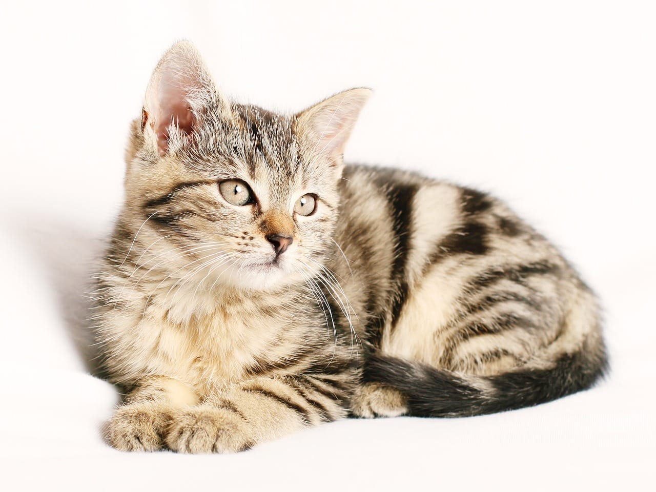 Getigerte Hauskatze liegt auf einer hellen Unterlage