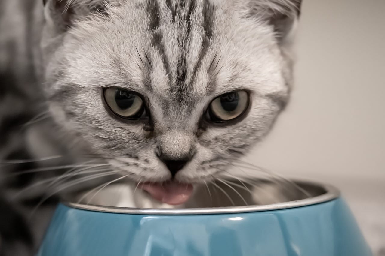 Graue Katze mit dunklen Streifen im Porträt