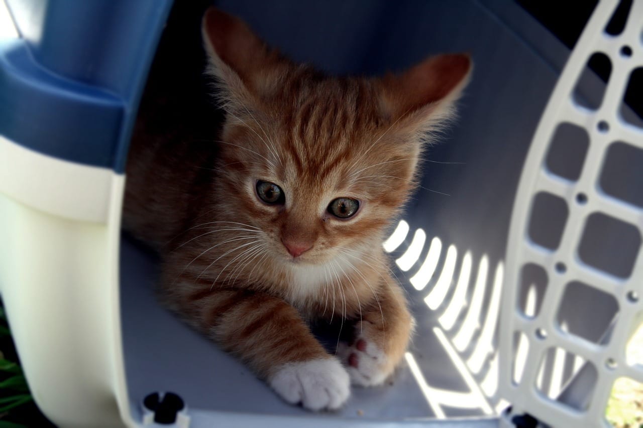Junge rotbraune Katze in einer Transportbox