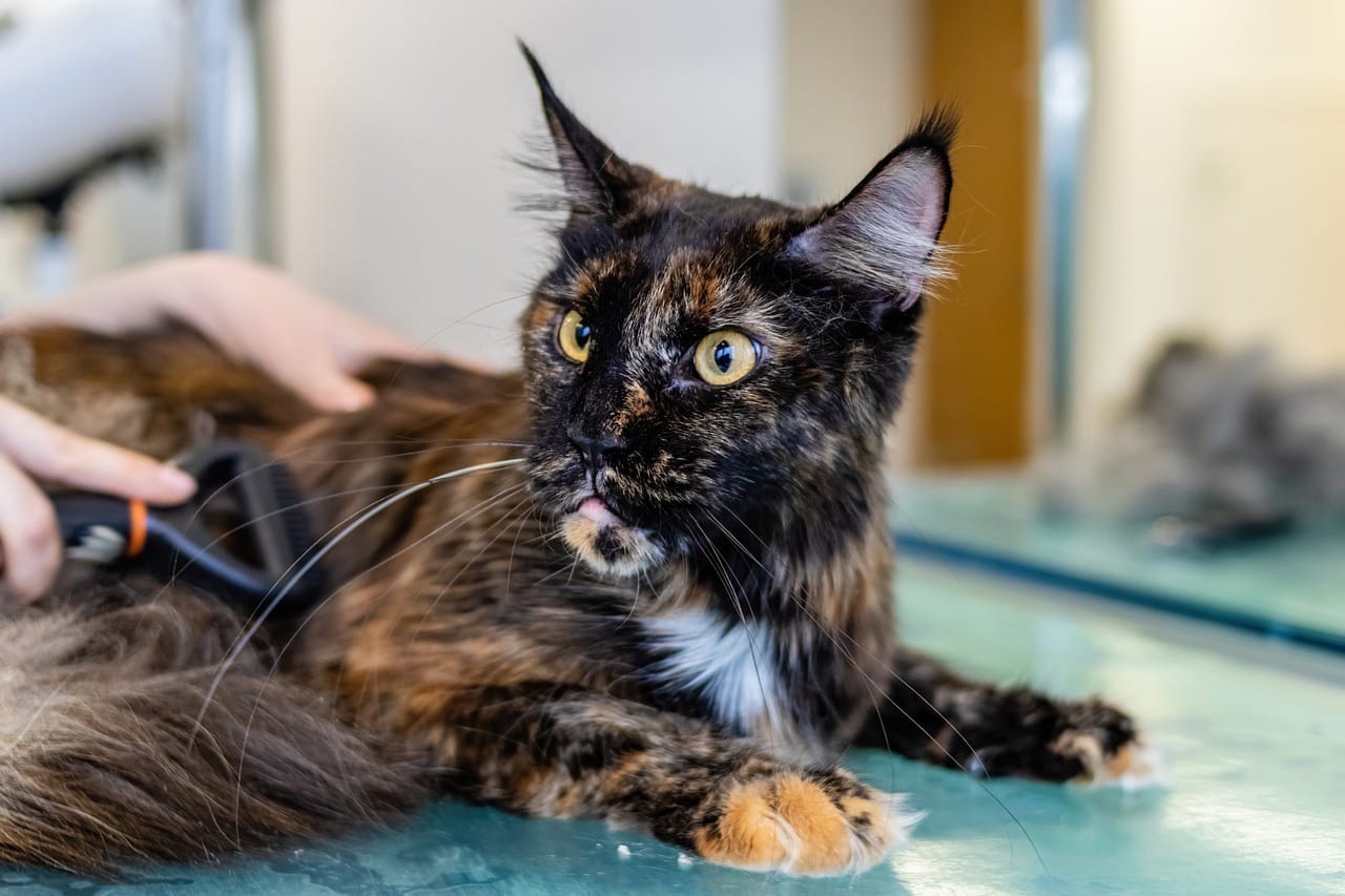 Eine langhaarige Katze wird gebürstet