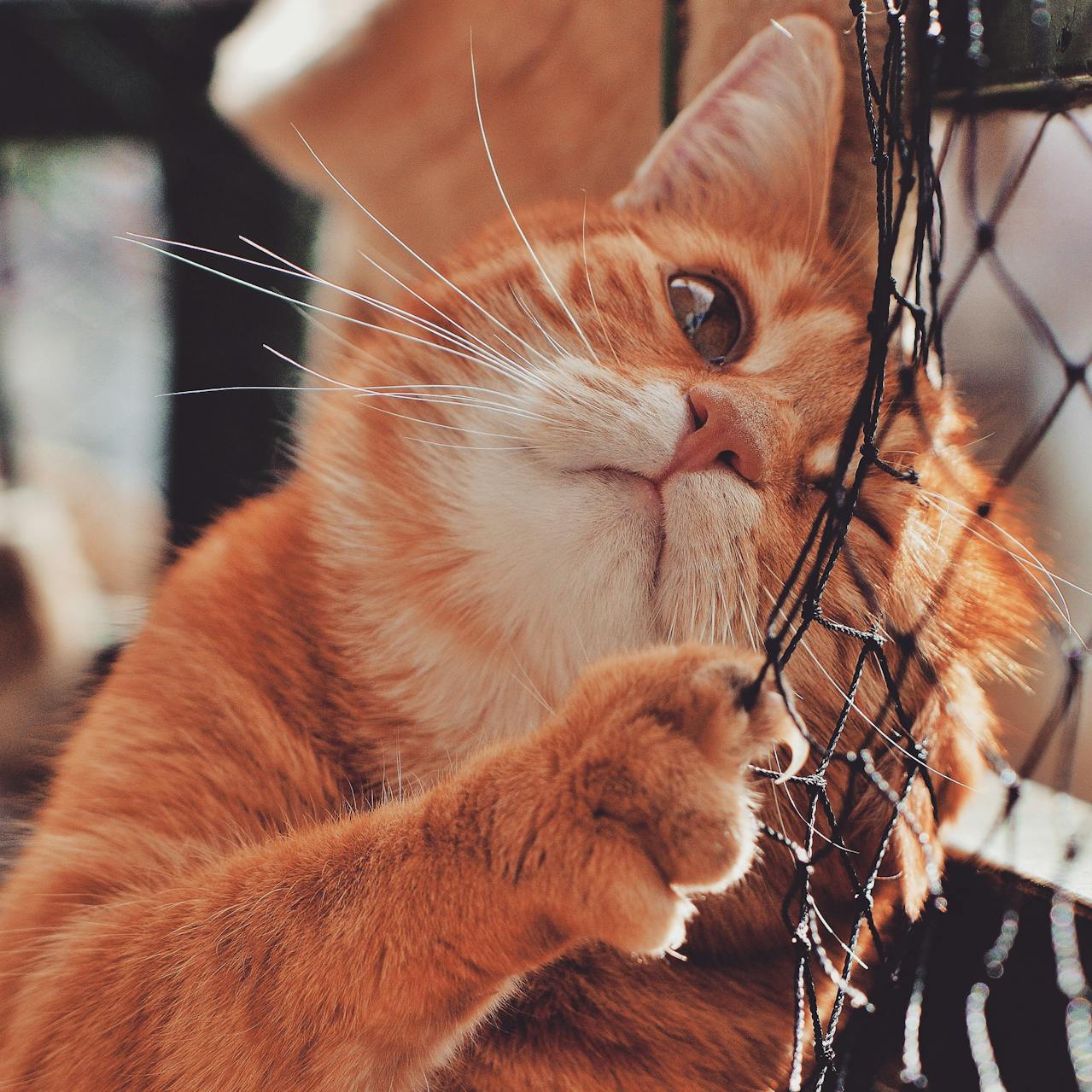 Rotbraune Katze mit geschlossenen Augen neben einer Hand