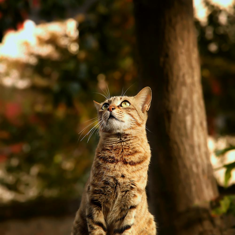 Katze steht draußen zwischen Bäumen
