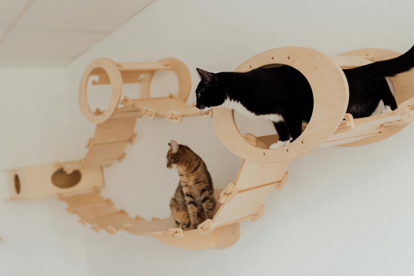 Zwei Katzen auf einer hölzernen Kletterwand